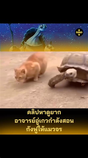 กังฟูแมวส้ม #แมว #เต่า #น่ารัก #fypシ | ไดโนนักเล่า