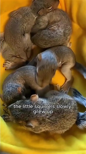 The little ones who lost their mom now have a loving family.#shortvideo #squirrel #cute #healing