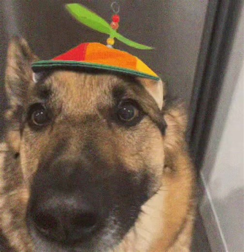 dogs in propeller hats admiration #me #dogsinpropellerhats #fyp #ween #corecore