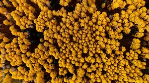 Zenith rotation above yellow aspen tree canopy during peak fall colors