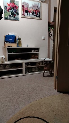 слышали?🤣#собака#такса#смешнойшортс#собаки#рек#угар#смешновидео#милота#shorts#shortvideo#reels#short