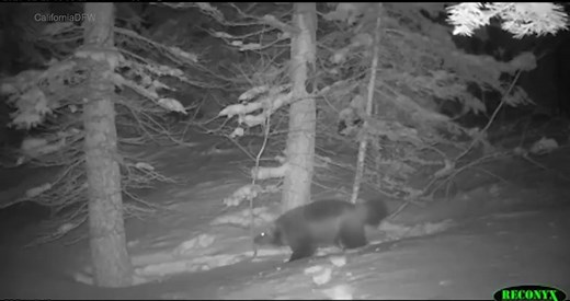 Wolverine video documentation in Tahoe National Forest | Daily Mail Online