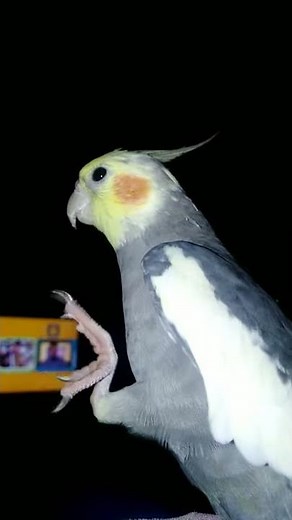 Ninfa cantando la cucaracha