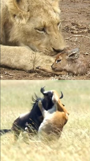 🫡THEY MUS WIN🫡 LIONS IN WILDLIFE - LIONS FIGHTNING #animals