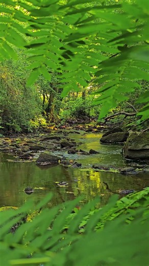 Gentle Stream & Birds 🌿 Nature Sounds for Sleep.