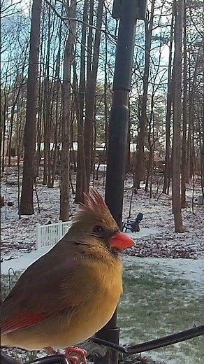 Did the Blue Jay Spook This Female Northern Cardinal?