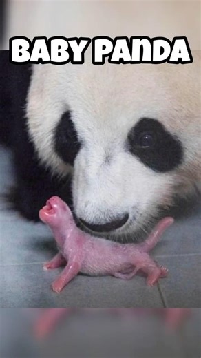 These Cutest Baby Animals that Turn Into Beasts As Adults.#animals #shorts