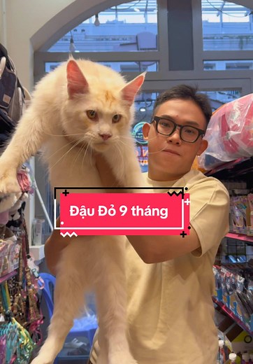 Mèo Hello Kitty và Những Chú Mèo Đáng Yêu