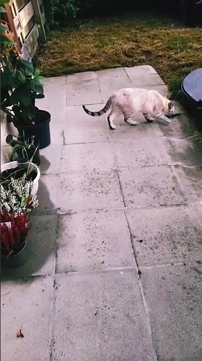 Le chat le plus mignon au monde 😋😋