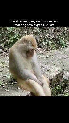 Expensive Monkey Memes: Realizing Your Worth