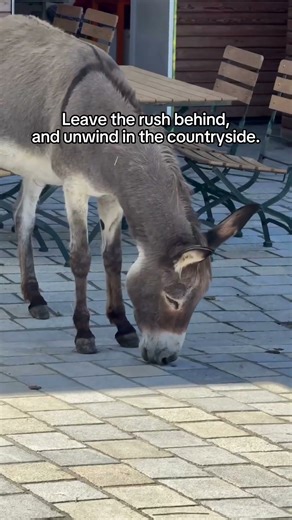 Who’s in for a farm vacation? 🌾#FarmHoliday #DiscoverBavaria #CountryLife