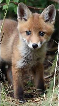 Cute Baby Fox 🦊💛 Adorable Little Fox Cub Moments