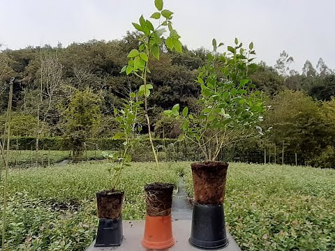 Cómo plantar arándanos correctamente en vuestros huertos. Guía paso a paso .