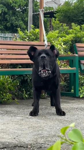 Guard Mode ON 😡🐕 | Powerful Male Labrador Barking | Prajapati Dog Kennel 🔥 #PrajapatiDogKennel