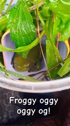 Some frogy time🥰 #aussielife #shortvideo #nature #cute #cutepets #camping #bushlife #camp #bush #aww