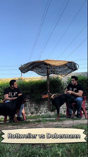 Doberman vs Rottweiler: Which Dog Breed is Stronger?