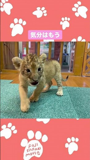 おしゃべりする？ライオンの赤ちゃん🍼 #富士サファリパーク #animal #fujisafaripark #ライオンの赤ちゃん #動物の赤ちゃん