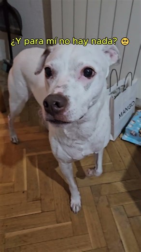 ¿Habrá regalos para Oddy? 🐾🎁 #cosasdeoddy #reyesmagos #perros #regalos #vlog #miradacanina #perritos