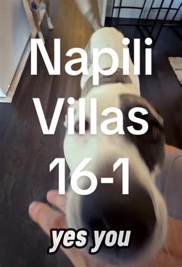 POV: you show up to film a home tour in Maui and end up spending the whole time hanging out with two incredibly sweet dogs 🐶🐶 They walk room to room like they own the place, nap in the sunny spots, and honestly make the house feel like home. If you’re a dog person, this video will make total sense. Napili Villas · West Maui Pet-friendly · corner unit · great energy throughout Listed by Andy Marchello of Keller Williams Realty Maui #MauiRealEstate #NapiliVillas #DogTok #DogFriendlyHome #WestMau
