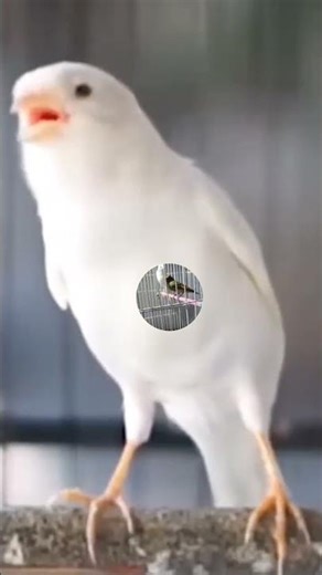 white Canary Belgium Canary full singing