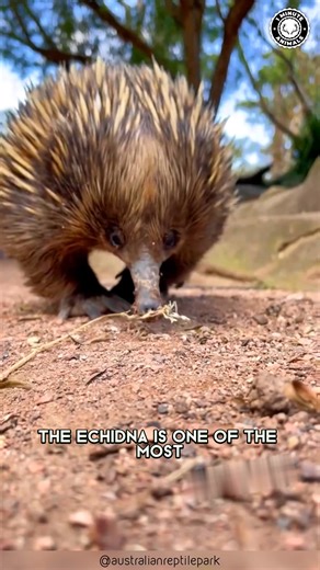 7.9K views · 479 reactions | Echidna 璉 The CUTEST Spiky Weirdo! It’s fluffy, spiky, and lays eggs. Looks like a mix of five different animals. Weird? Totally. Adorable? Absolutely. #echidna #wildlife #animalfacts #1minuteanimals | 1 Minute Animals | Facebook