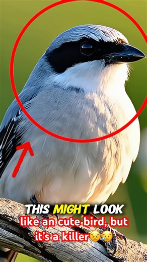 This bird is a straight-up serial killer... 💀🐦 Don't let the mask fool you. #shorts