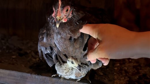 Tiny chicken raised a peacock four times her size
