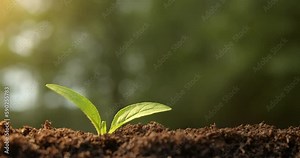 Small sapling plant sprouting in dirt, growing and thriving in rays of sunlight.
