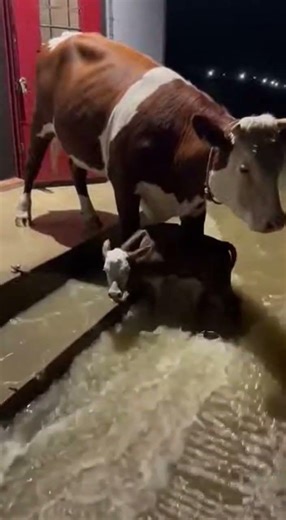 Mother Cow Saves Calf from Flood! 🐄❤️ #cow #calf #rescue