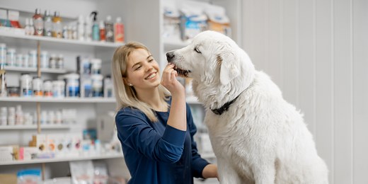 Formation auxiliaire vétérinaire : 100% à distance