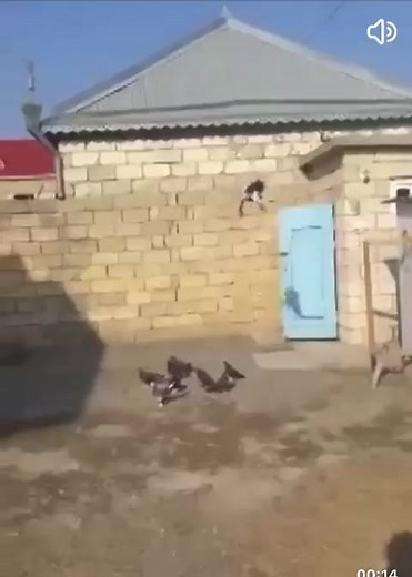 Pigeons in Action: Exploring Their Outdoor Habitats