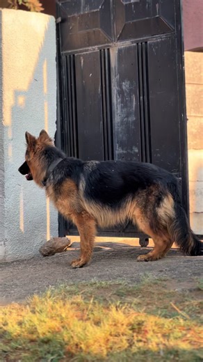 #zimcelebs #purebreddogs #zambiantiktok🇿🇲 #trendingvideo #puppies #tanzaniatiktok #zimcelebsofficial