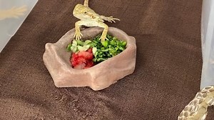 Our first reptile spotlight of the week is the popular Bearded Dragon! 👏 Stacy walks us through general bearded dragon care including habitat, feeding and lighting! Be sure to check back daily for regular spotlight videos of reptiles! | That Fish Place-That Pet Place