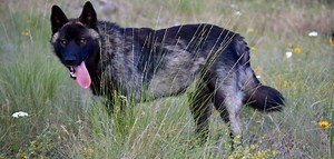 Dire Wolf DNA | Dire Wolf Project