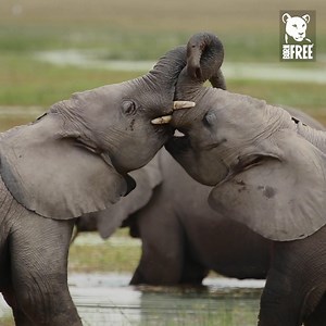 Love wildlife? Can't get enough of the clips we post? Our YouTube channel is the place you need to be. Visit the link below to watch the very best selection of videos of wildlife in the wild, as well as heartwarming stories of the animals we have rescued, thanks to you! www.youtube.com/user/bornfreefoundation/videos | Born Free Foundation