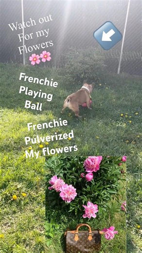 FRENCHIE PLAYING BALL WAYCH OUT FOR MOMMAS FLOWERS #frenchbulldog #frenchie #frenchlife