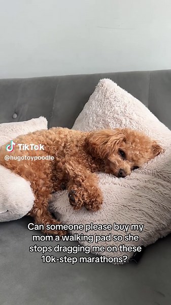 Poodle Adventures: 10K Step Challenges and Puppy Love