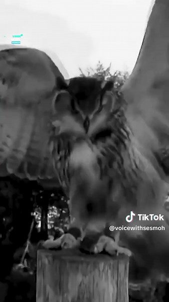 Parliament of Owls: A Unique Play Experience