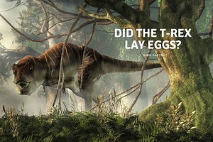 Did The T-Rex Lay Eggs? - Dinosaur Facts For Kids