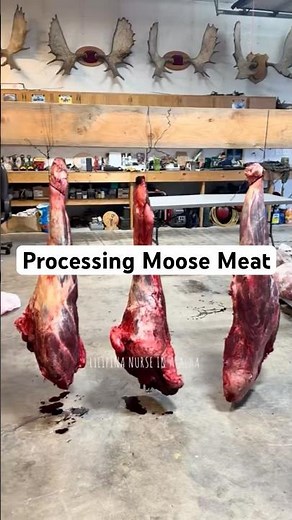 Processing moose meat #alaska #moose #meat