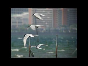 A Flight of The Common Tern in Tokyo Bay アジサシ