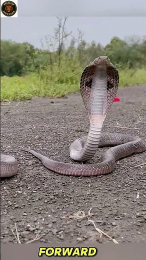 Deadliest Snake Fight Caught on Camera! 🐍⚡ Only One Survives #animalfight