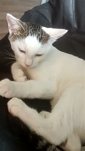 Lori Lori #dulara #youtuber #viralshort #pets #cute #cat #love