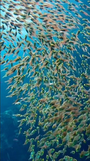 📍 アクアマリンふくしま【福島】🐟三角形のガラス建築が印象的な人気の水族館。黒潮と親潮をテーマに、多彩な海の世界を体感できる。まるで海の中にいるような没入感が魅力のスポット。#旅行 #観光#水族館