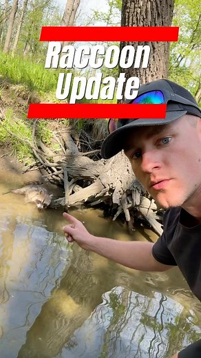 132K views · 2.7K reactions | Raccoon update: it’s possible it...