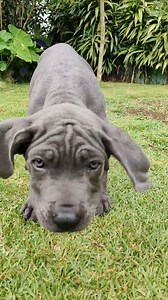 Look who's new to the family!! Our female cane corso (Italian Mastiff). This is going to be fun😅 #canecorso #italianmastiff | 2 Guys & A Cooler