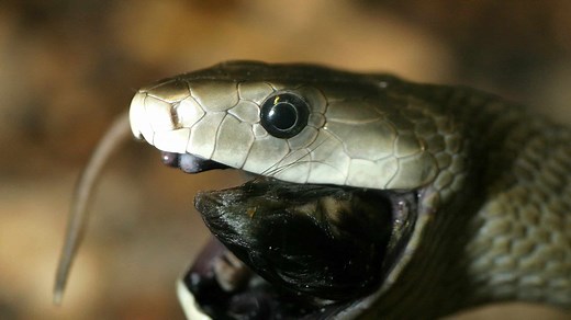 How Fast Are Black Mambas? Discover Their Top Striking and Slithering Speeds