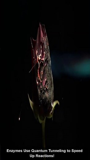 5 Ways Quantum Physics Powers Life Itself! ⚛️