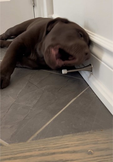 Understanding the Bark of a Chocolate Labrador Puppy