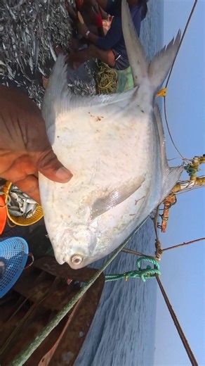 Real Boat Life 😳 Massive Fish Catch 🐟🔥 #shorts